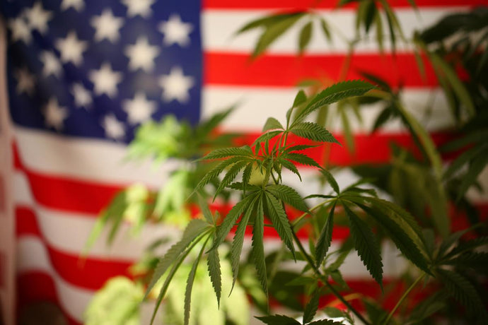 High Hopes: Why 2024 Could Be the Year for Marijuana Rescheduling