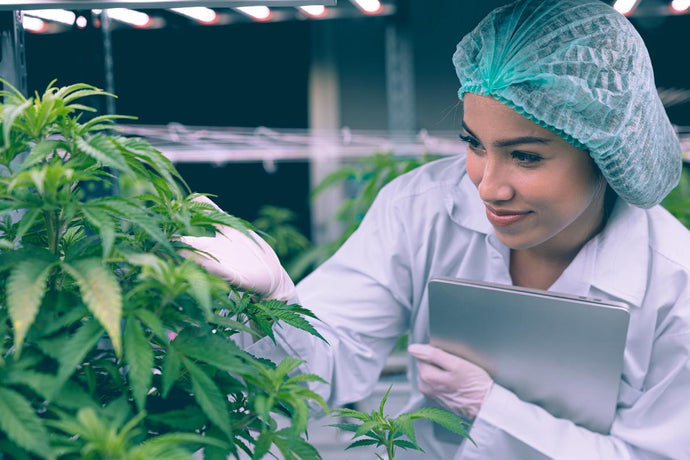 Unlocking the Potential of Cannabis in the Fight Against COVID-19