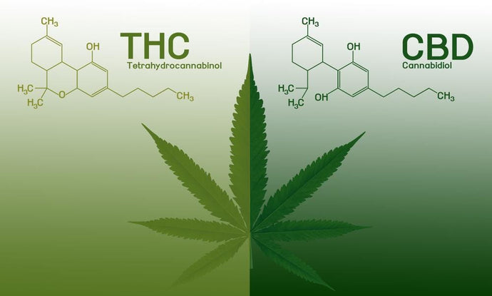 The Differences Between THC and CBD